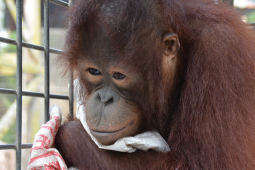 Introducing the Borneo Orangutan Survival Foundation