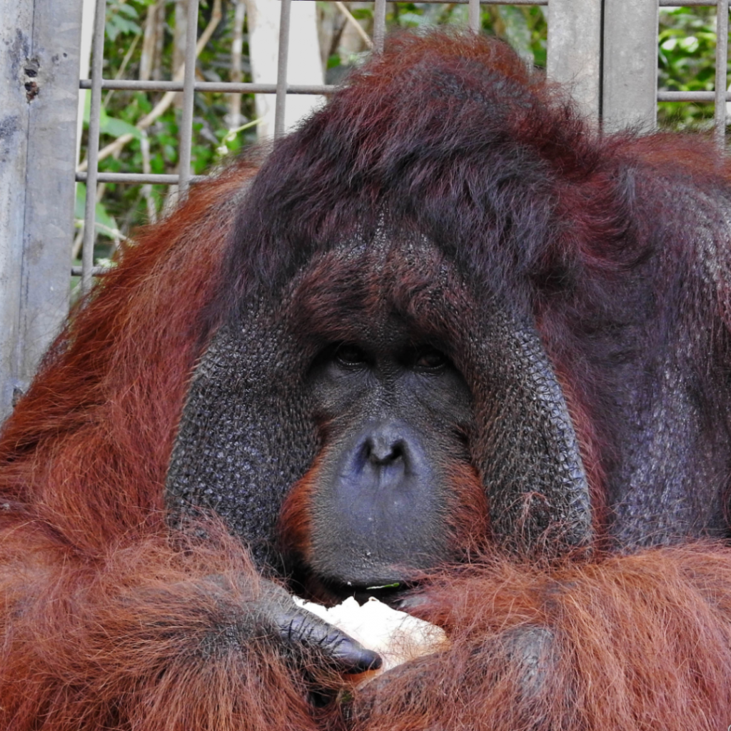 Good Causes 2 - Borneo Orangutan Survival Foundation -Jefferey the  Orangutan 