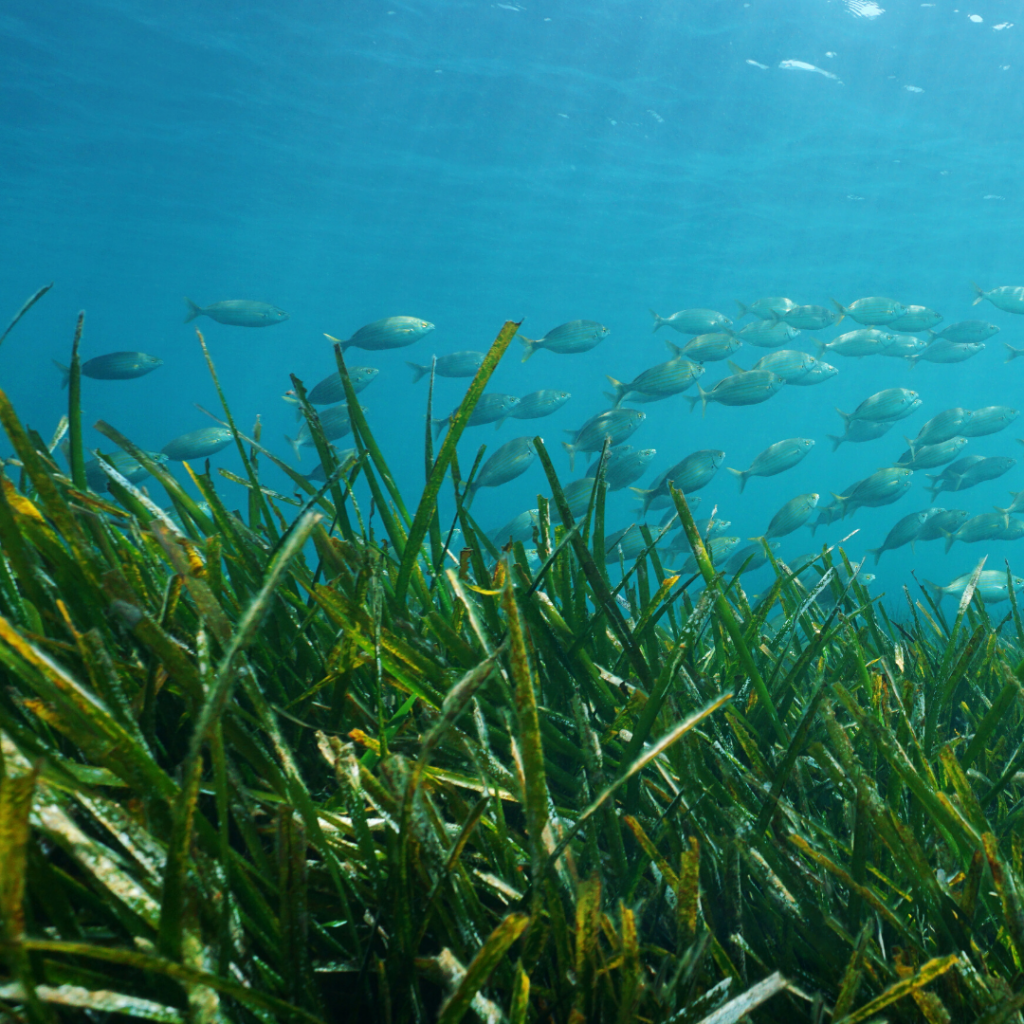 Good Causes 4 - MCS: Seagrass